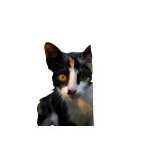 A Curious Calico Cat Peeks Through A Metal Fence, Showcasing Its Striking Eyes And Playful Nature. 14406 - Cat PNG image with transparent background